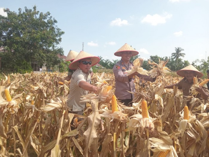 Polsek Kubu Gelar Panen Raya Jagung Pipil Kuartal I 2026, Hasilkan Dua Ton