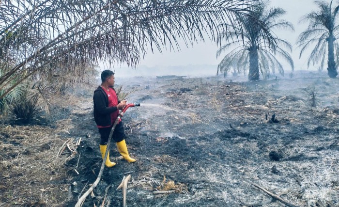 Dua Hektare Kebun Sawit di Pulau Putri Sungai Segajah Jaya Ludes Terbakar